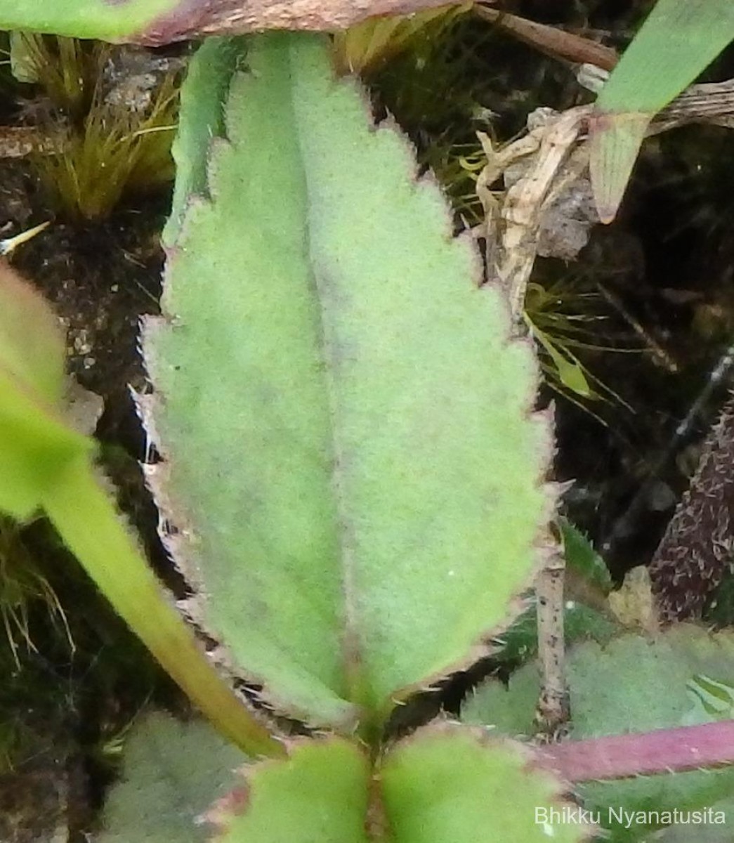 Torenia cyanea Alston